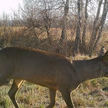 Roe deer (Capreolus capreolus)