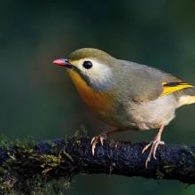 Red-billed leiothrix