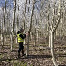 man measuring a tree