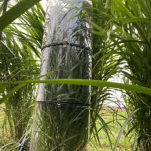 A tall transparent cylinder with plants inside