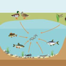 An illustration showing the release of eDNA into the freshwater environment