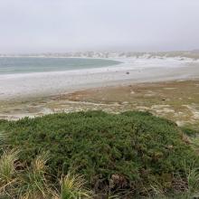 Gorse, Falkland Islands.