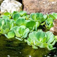 Nile cabbage by the shore