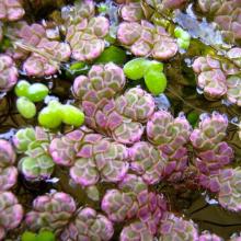 Water ferns