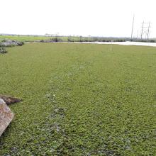 Large area of water mosses