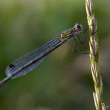 Emerald Damselfly - photo by Heather Lowther