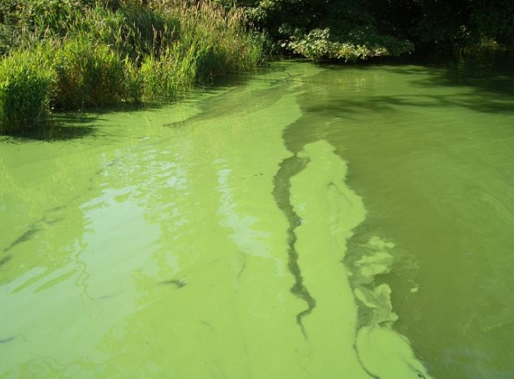 Algal bloom forming on the surface of a lake