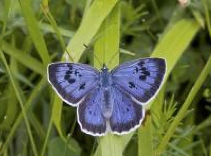 Large Blue_Photo: Keith Warmington