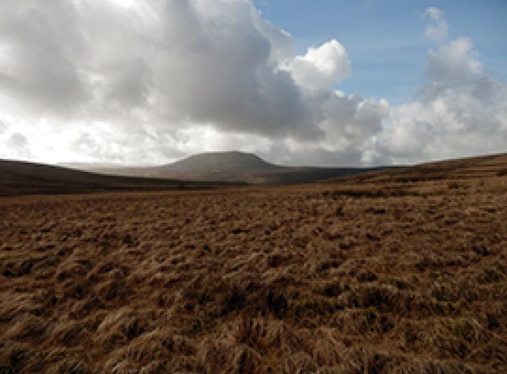 Welsh upland peat bog