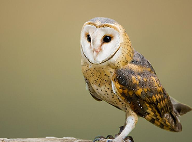 Barn owl