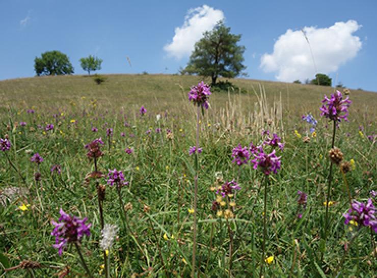 Plants on grassland