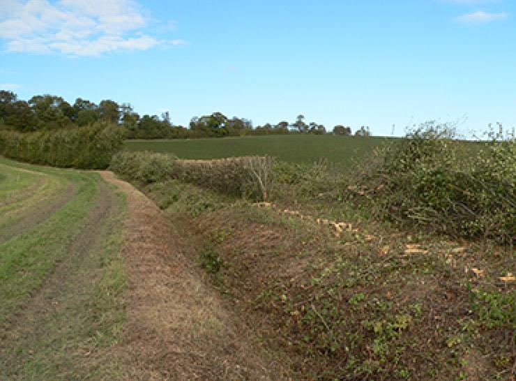 Coppicing, reshaping with a circular saw and wildlife hedging, applied as part of hedgerow rejuvenation experiment 