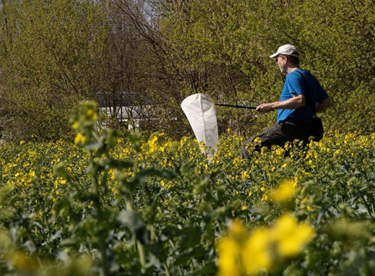 Monitoring pollinators on farmland