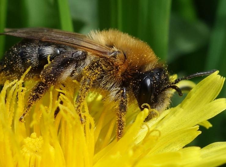 Solitary bee Andrena nitida on Dandelion