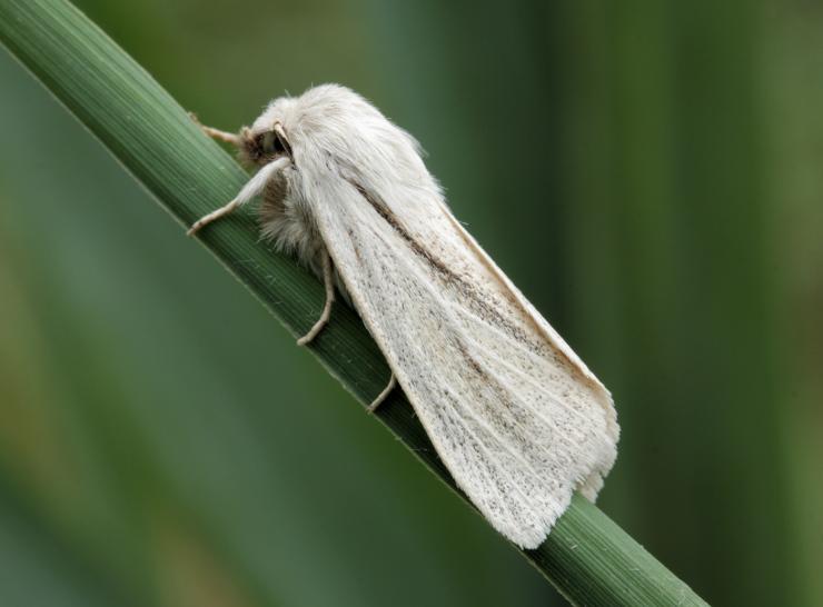 Reed Dagger Photo: Dave Green