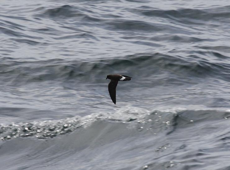 Storm petrel in flight  Photo: Ian Fisher