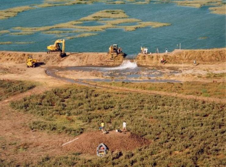 Saltmarsh restoration