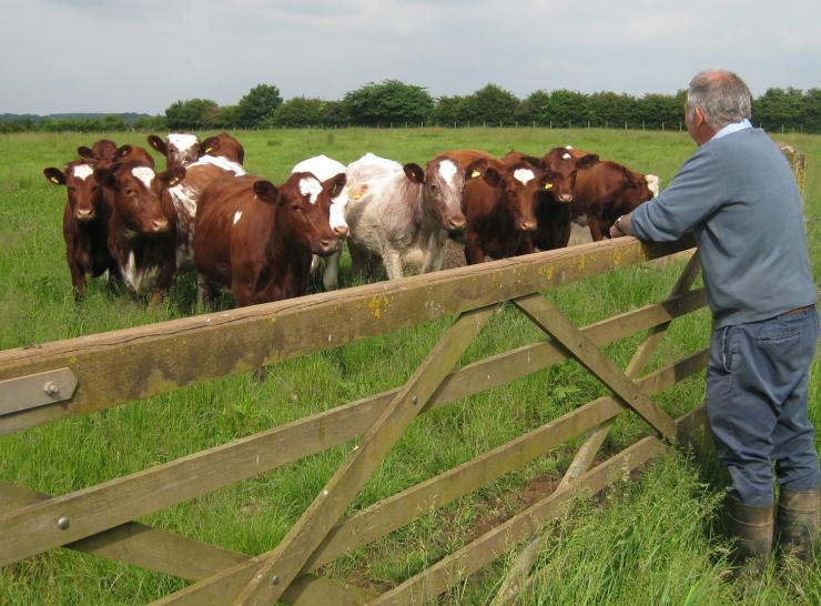 Farmer with his pasture-fed cattle