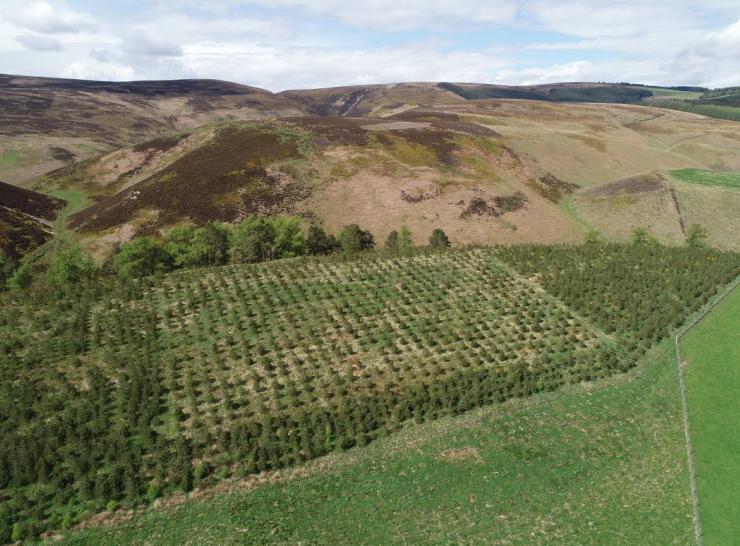 Scots pine experiment at Glensaugh