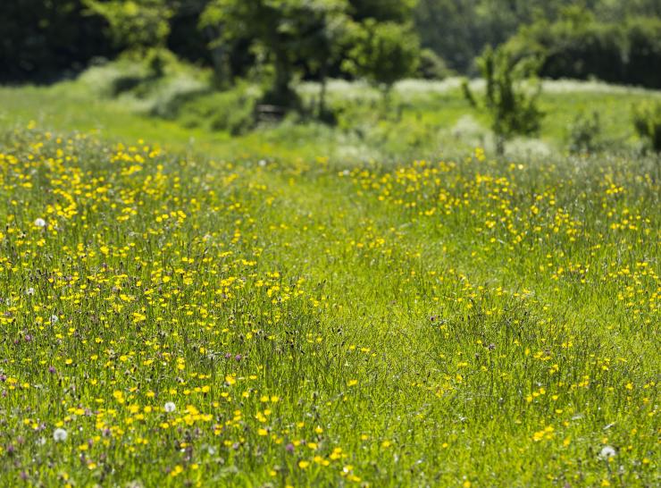 Wildflowers in West Sussex  Photo: NT Images/Chris Lacey