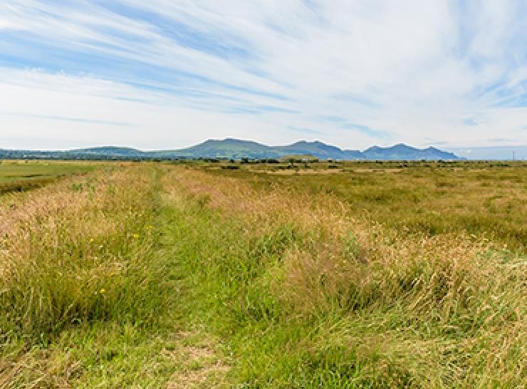 Saltmarsh