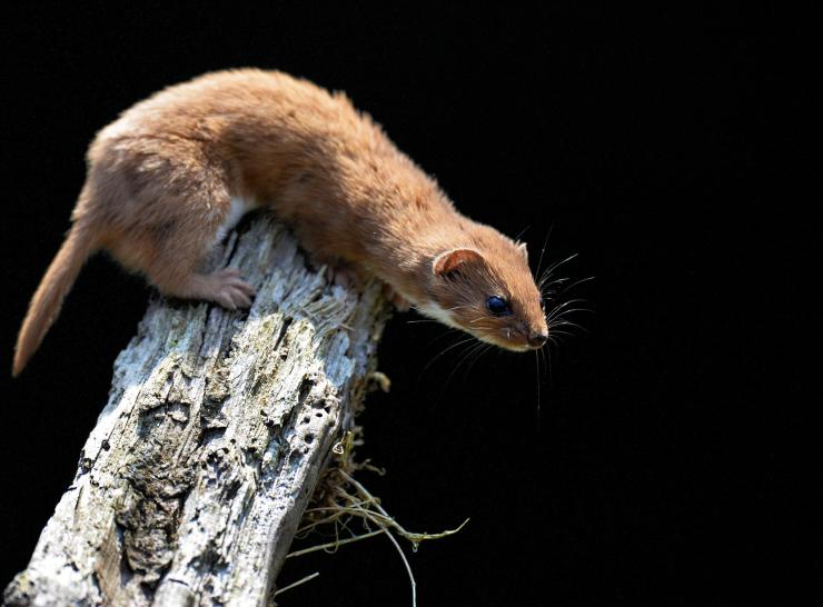 Weasel Photo: Marc Baldwin