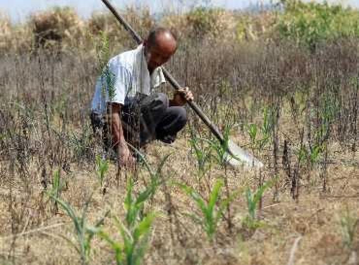 Rice farmer in Jiaojiang, China