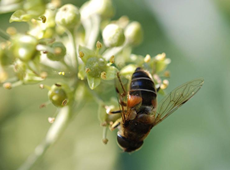 Hoverfly on flower