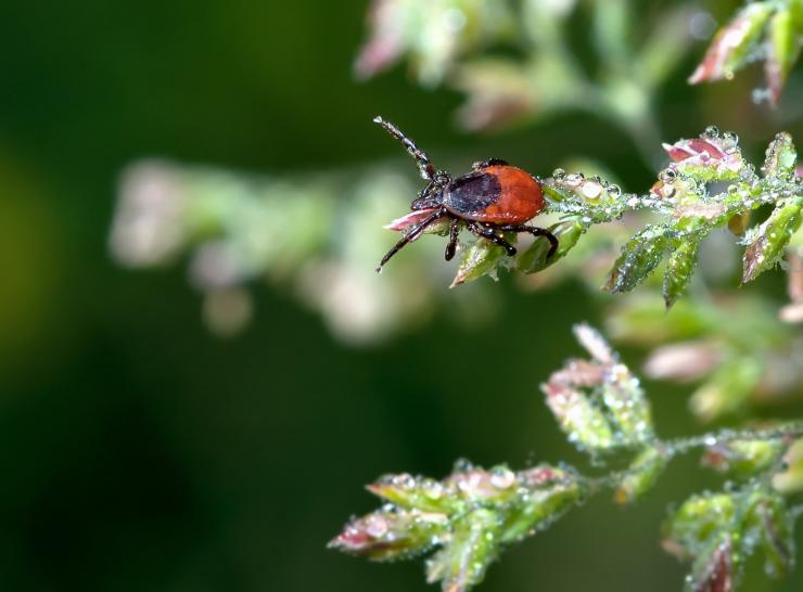 Ixodes_ricinus