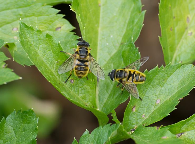 Myathropa florea hoverflies Photo: Rui Felix