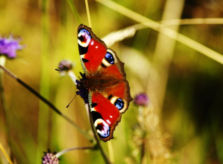 Peacock butterfly on a flower