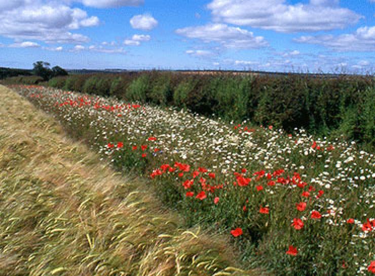 flowers