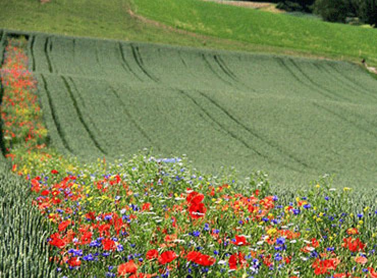 flowers