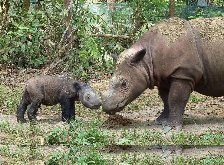 Sumatran rhino    Photo: International Rhino Foundation