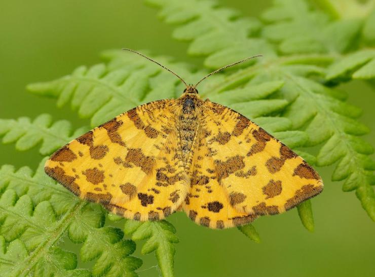 Speckled yellow moth  Photo: Iain Leach