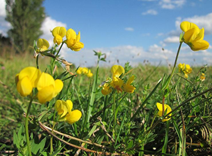 Bird's foot trefoil flowers