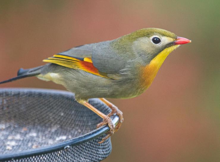 Red-billed Leiothrix  Photo P Mumby