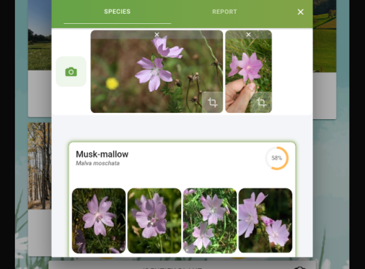 6 photos of musk mallow to aid identification on a phone app