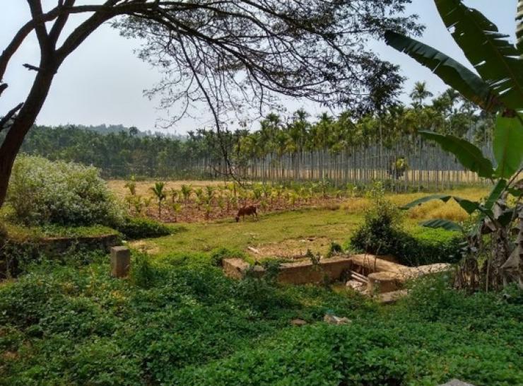 Typical Agro forestry habitat