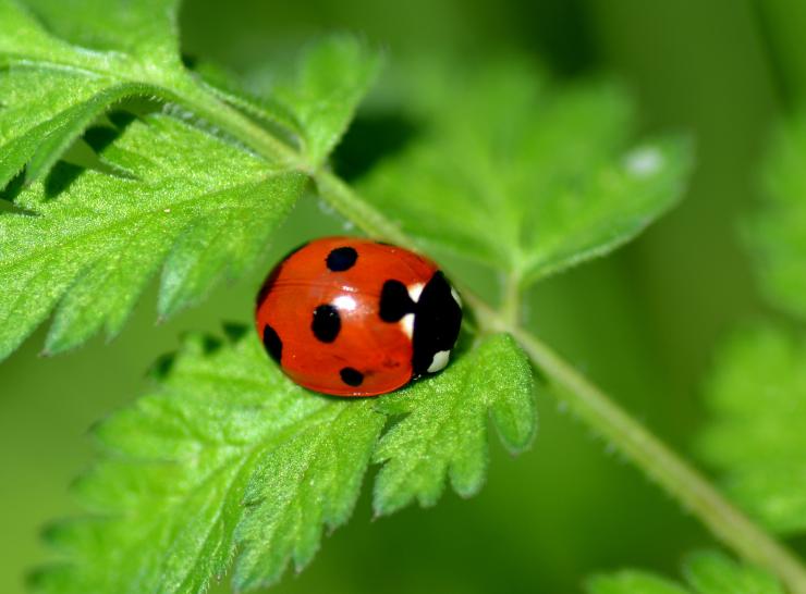 7-spot ladybird_Photo: Denise Pallett
