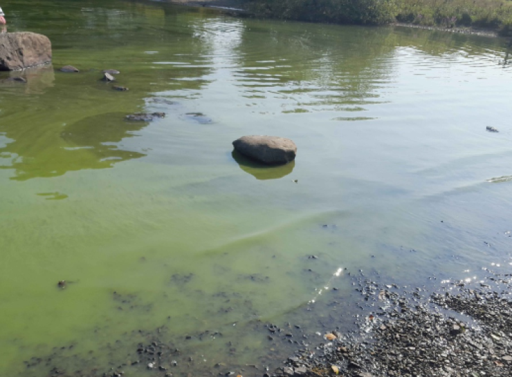 Cyanobacteria at Windermere