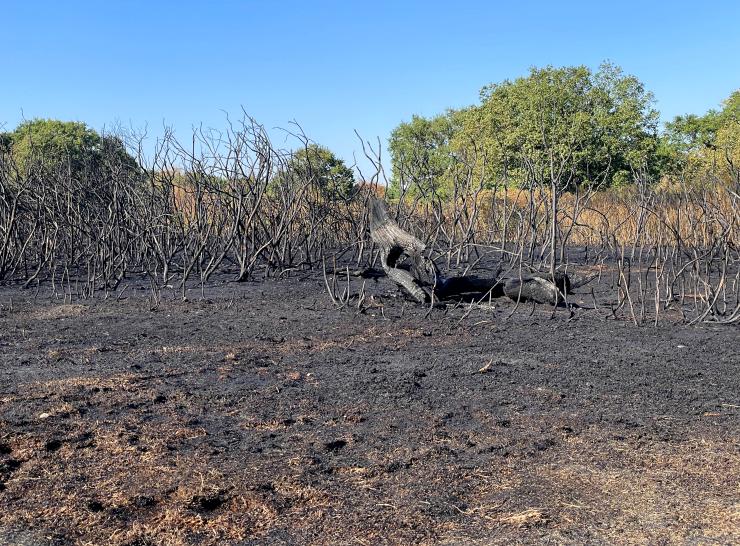 Aftermath of fire at Epping Forest Photo Tim Parker
