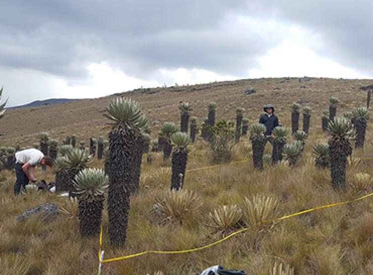 Establishing a field plot