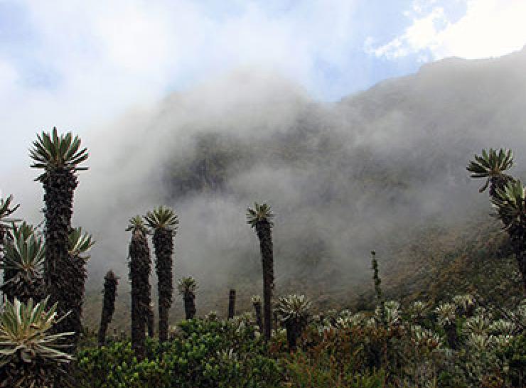 Espeletia, commonly known as 'frailejones', in a Colombian paramo