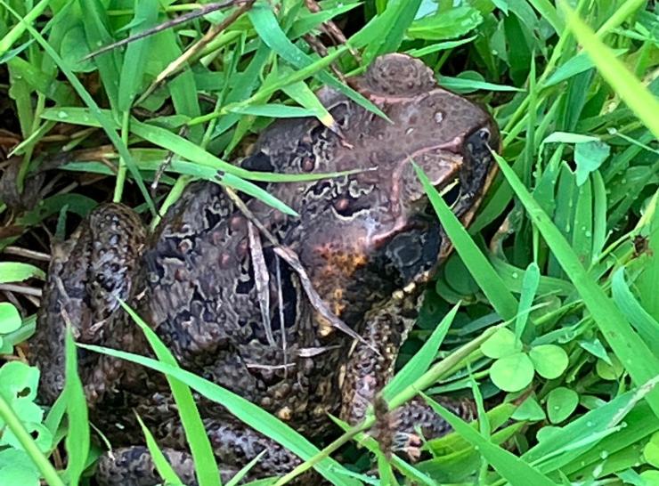 A cane toad on Diego Garcia  Photo: Jodey Peyton