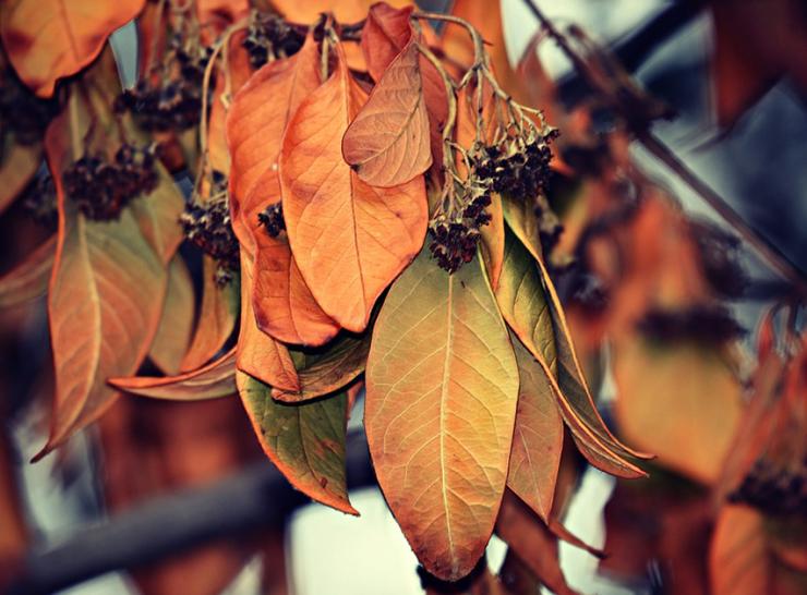 Dry autumn leaves