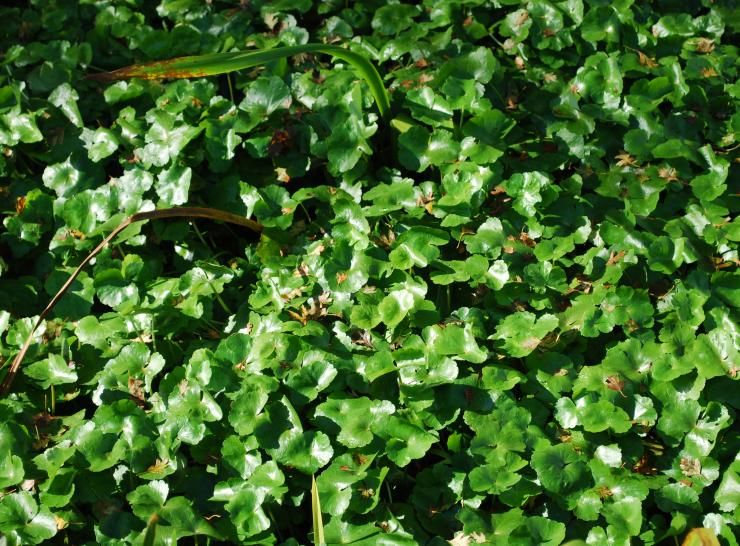 Floating pennywort