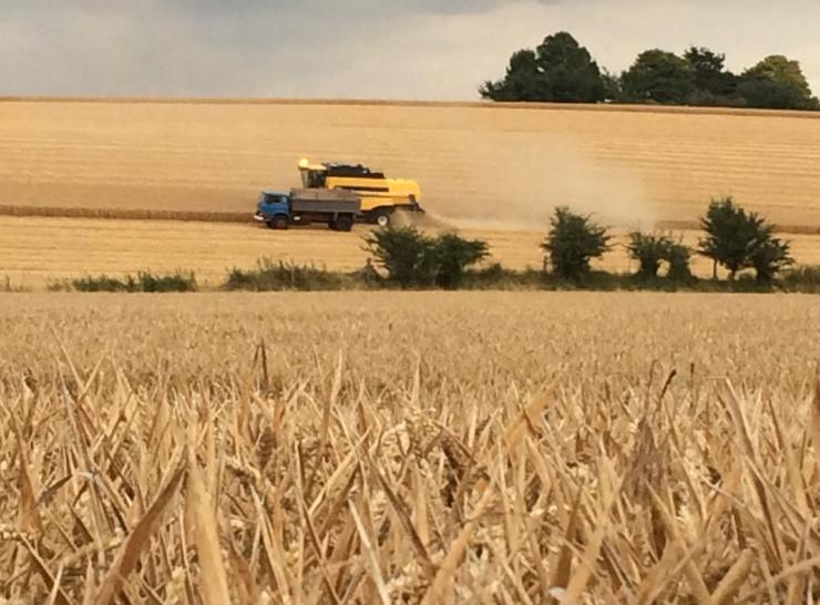 Wheat field