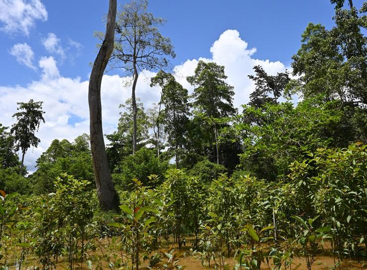 Young trees in Sabah, Malaysian Borneo. Photo: Lindsay Banin