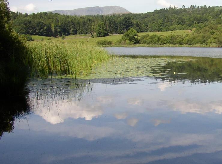 Reeds and water lilies on a lake with clouds and blue sky reflecting on the water surface